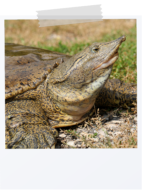 picture of a eastern spiny softshell turtle